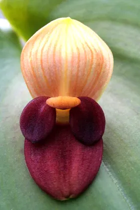 Pleurothallis gargantua