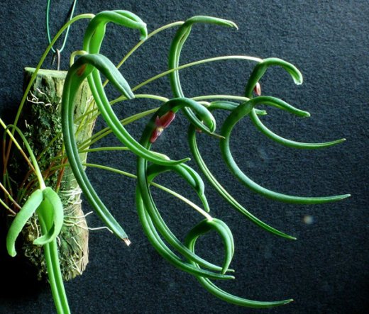 Pleurothallis portillae