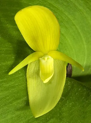 Pleurothallis titan
