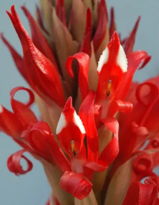 Porphyrostachys pilifera