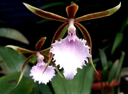 Rhynchostele stellata