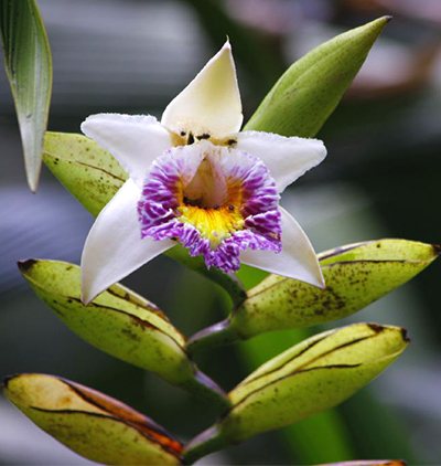 Sobralia luerorum