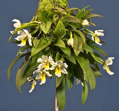 Trichocentrum popowianum