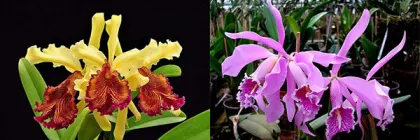 Cattleya Vestalis (maxima x dowiana)