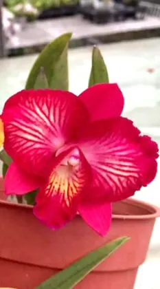 Sophrocattleya Cosmos