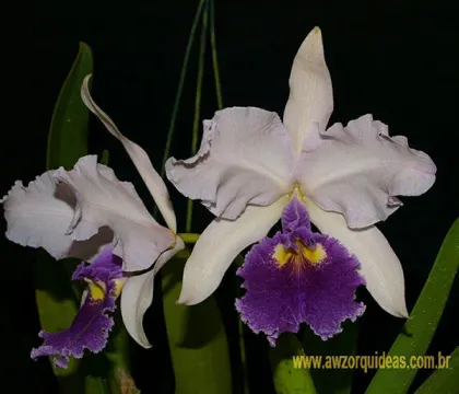 Cattleya warscewiczii coerulea 'La Floresta' x self