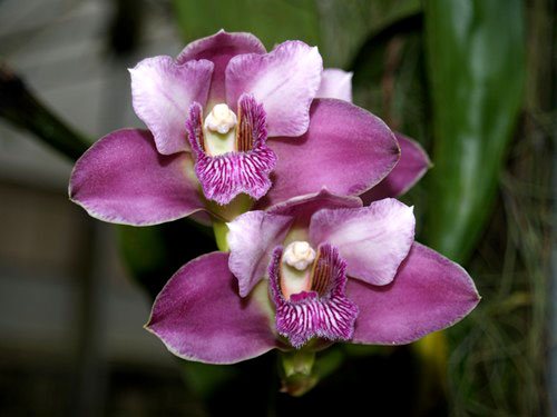 Bifrenaria tyrianthina escura 'AWZ'