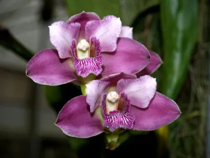 Bifrenaria tyrianthina escura 'AWZ'