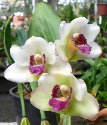 Bifrenaria tyrianthina semi alba escura '2' x tyrianthina semi alba escura '1'