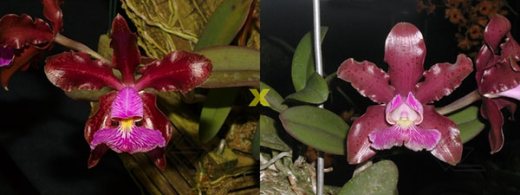 Cattleya schilleriana 'Sublime' x 'Preciosa'