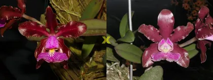 Cattleya schilleriana 'Sublime' x 'Preciosa'