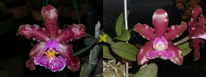 Cattleya schilleriana 'Surpresa' x 'Preciosa'