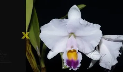 Cattleya trianae caerulea 'Pedra Azul' x trianae caerulea 'Camila'