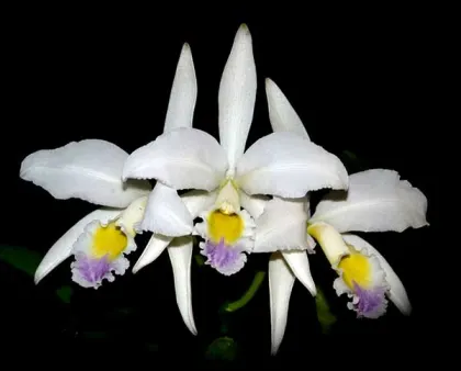 Cattleya gaskelliana coerulescens 'Mimi' SELF