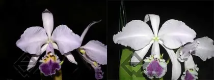 Cattleya warneri coerulea  ('Suzuki' x 'Z-351')