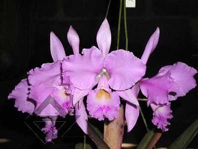 Cattleya warneri concolor 'Z-300' x warneri striata 'EC'