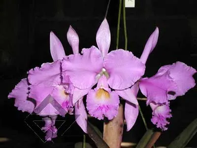 Cattleya warneri concolor 'Z-300' x warneri striata 'EC'