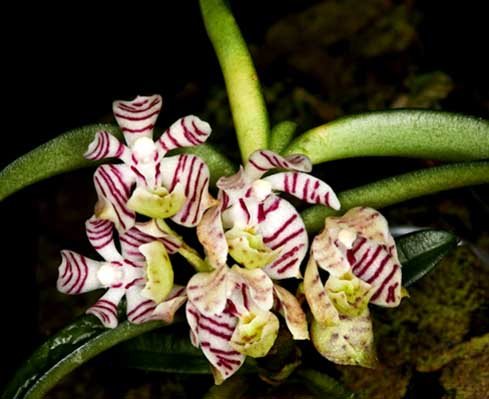 Trichoglottis putida