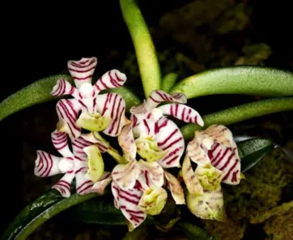 Trichoglottis putida