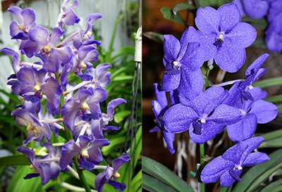 Vandachostylis Thailand x Vanda Pachara Delight 'Blue'