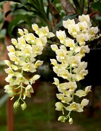 Catasetum tigrinum