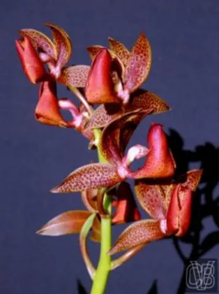 Mormodes purpurascens
