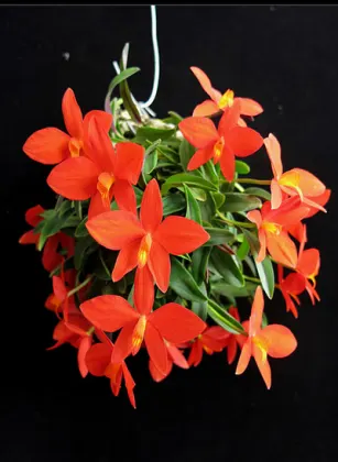 Sophronitis acuensis