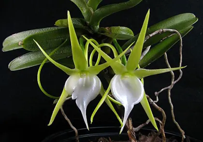 Angraecum dollii
