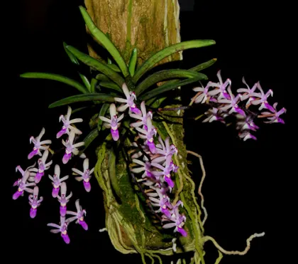 Stereochilus dalatensis