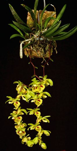 Chytroglossa aurata