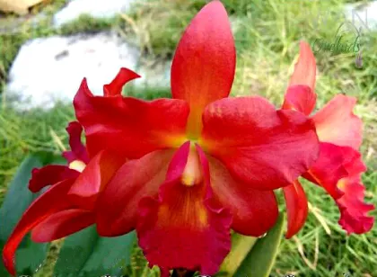 Guarisophleya Kauai Starbright x (Faye Miyamoto x President Fortune)