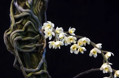 Chiloschista exuperei