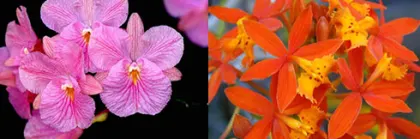 Broughtonia sanguinea x Epidendrum radicans