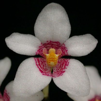 Sarcochilus hartmannii x Fitzhart