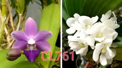 Rhynchonopsis Chienlung Purple Fox
