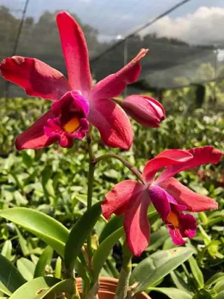 Laeliocattleya Jungle Elf x Schomburgkia tibicinis