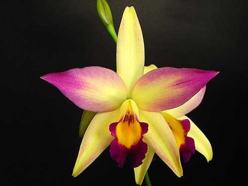 Brassolaeliocattleya Smart Lady