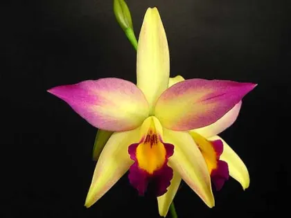 Brassolaeliocattleya Smart Lady