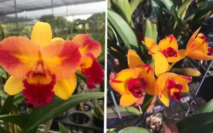 Potinara Tzeng-wen Free x (PrincessTakamado x Blc Chianhoo Beauty)