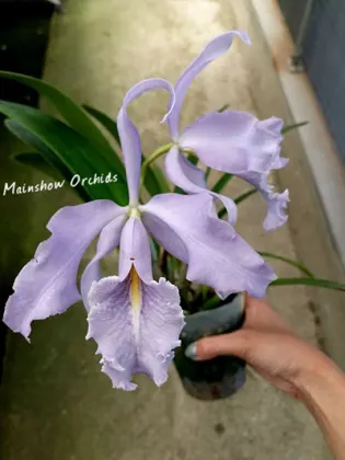 Cattleya maxima coerulea 'Dennis' x self