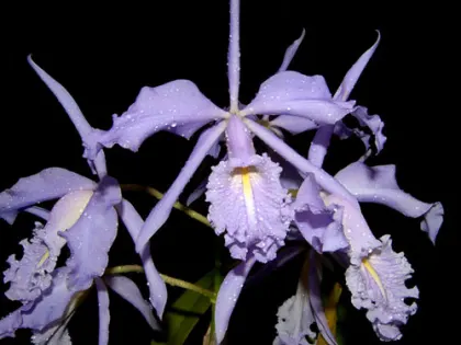 Cattleya maxima coerulea 'Hector'