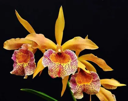 Brassolaeliocattleya Keowee 'VI Galaxy'