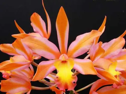Laeliocattleya Magic Bell 'New Trick'