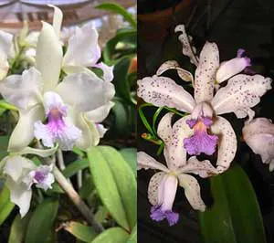 Cattleya amethystoglossa albescens x coerulea