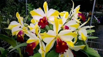 Potinara Fu Shu Glory 'Happy Holiday'