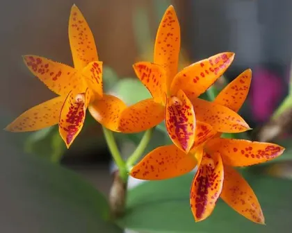 Guarianthe aurantiaca 'Mishima Spot'
