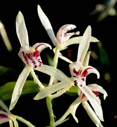 Cymbidium lancifolium