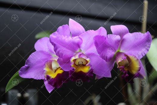 Sophrolaeliocattleya Sierra Doll