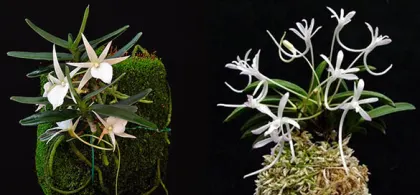 Angraecum didieri x Neofinetia falcata