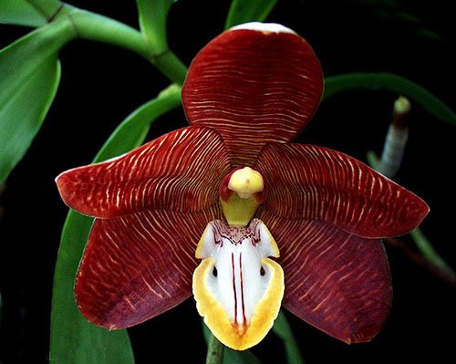 Arachnanthe cathcartii